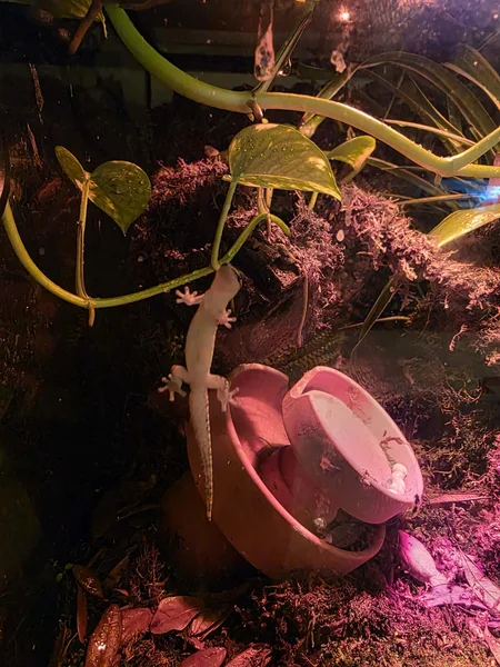 Mourning Geckos