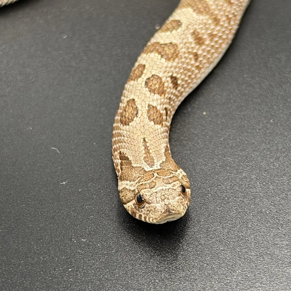 Conda style gal (het sunburst)