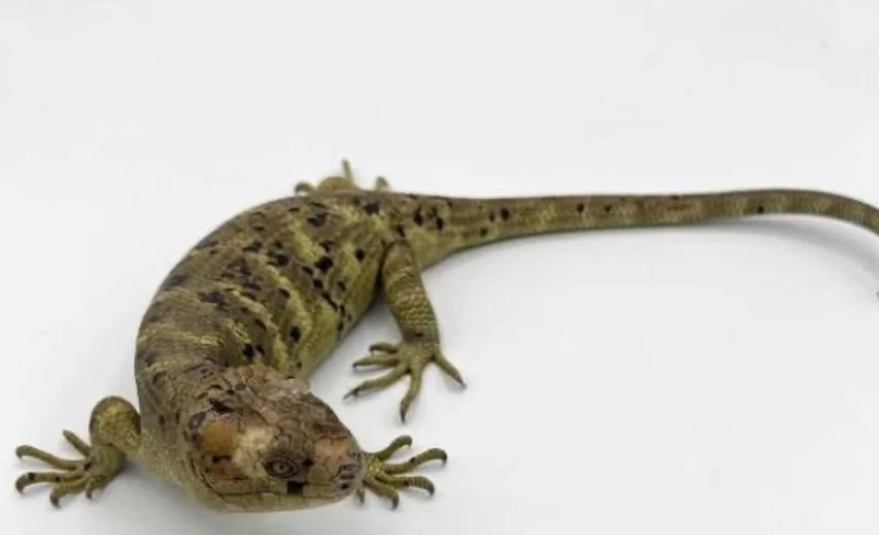 Captive bread Baby monkey tail skinks 
