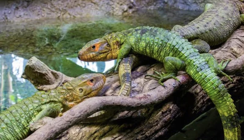 Adult caiman lizards on sale 