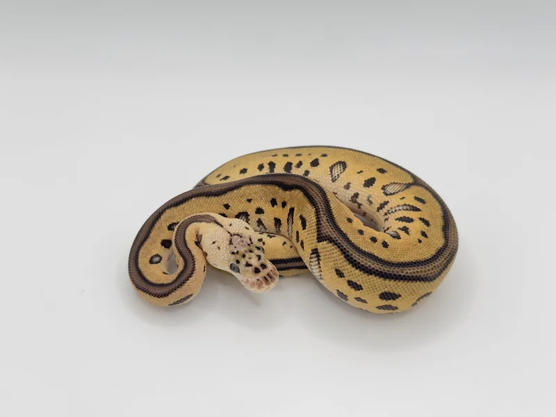 Pastel Leopard Clown 50% Het Desert Ghost