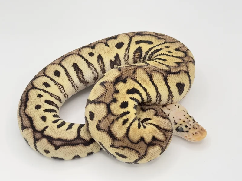 Pastel (Fire) Spotnose Clown 50% Het Desert Ghost