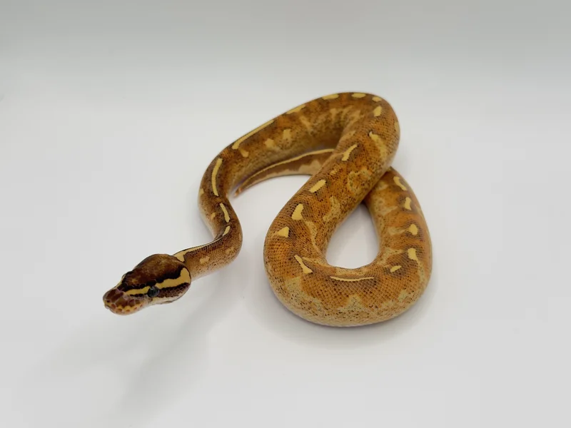 Enchi Super Gravel