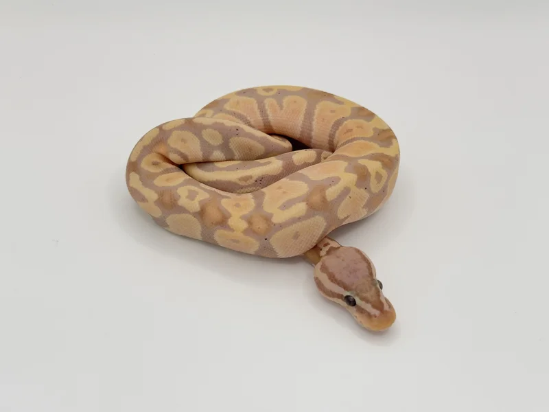 Pastel Banana Het Pied