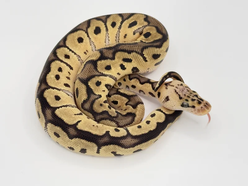 Pastel Clown 50% Het Desert Ghost