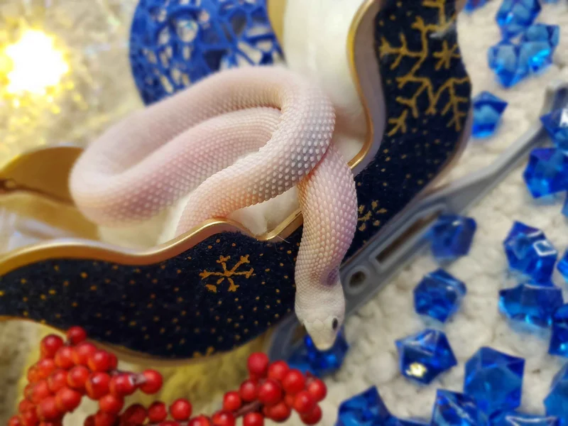 Drama Queen Arctic Leucistic 66% Het True Hypo