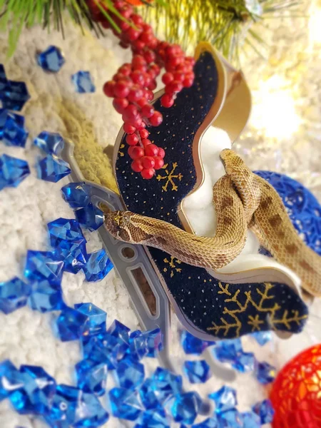 Conda 66% Het Leucistic & True Hypo