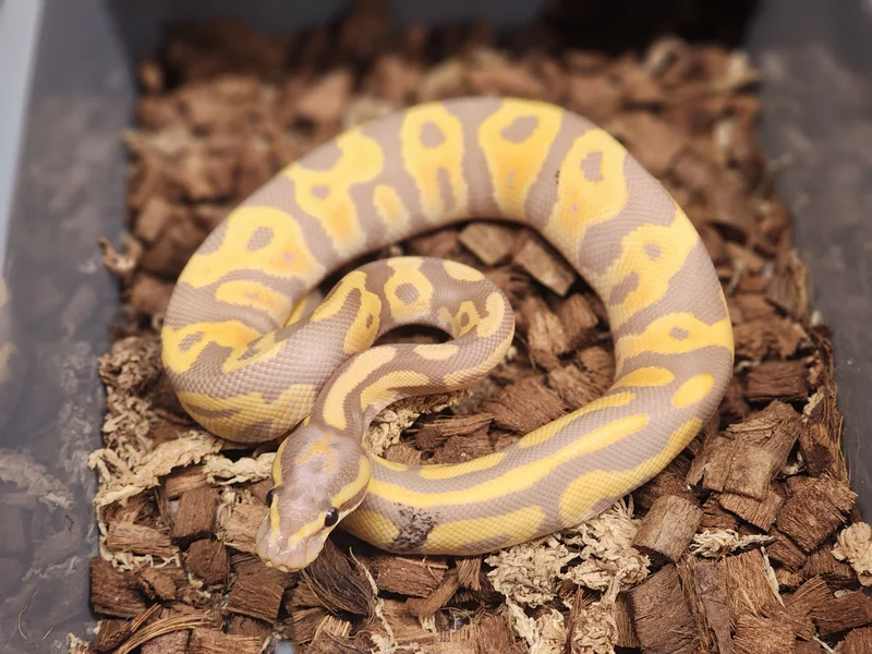 Leopard Bananana Het Lavender Albino PH Pied