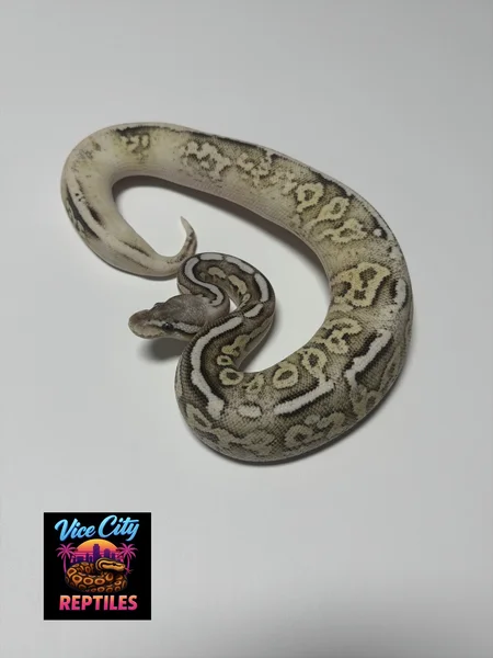 Pewter Fire