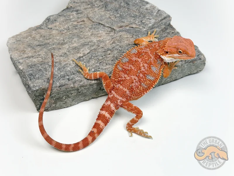 Hypo Red Tiger Blue Bar Smurf Line
