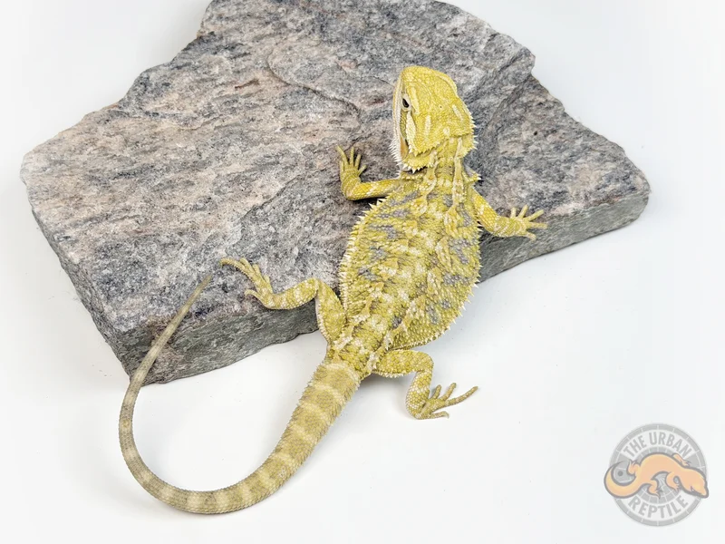 Hypo Citrus Tiger Blue Bar