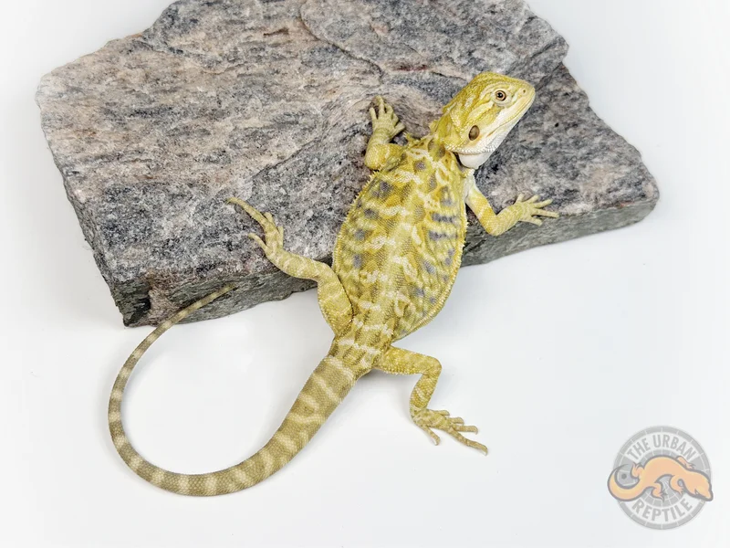 Hypo Cirus Tiger Blue Bar