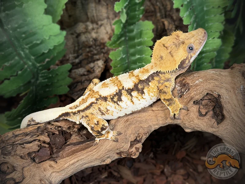 High White Extreme Harlequin