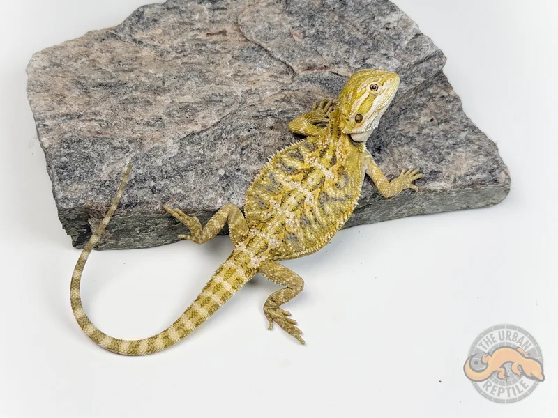 Hypo Citrus Tiger