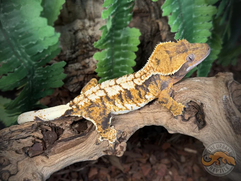 TriColor Super Harlequin