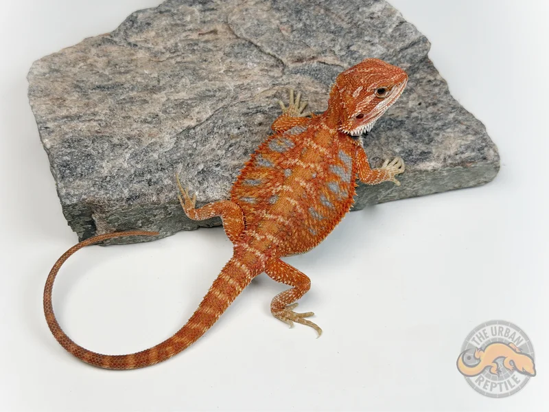 Hypo Red Tiger Ext Blue Bar Smurf Line