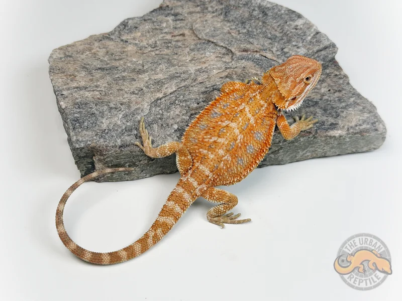 Hypo Orange Tiger Blue Bar