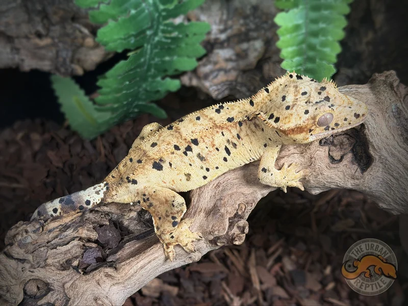 Super Dalmatian