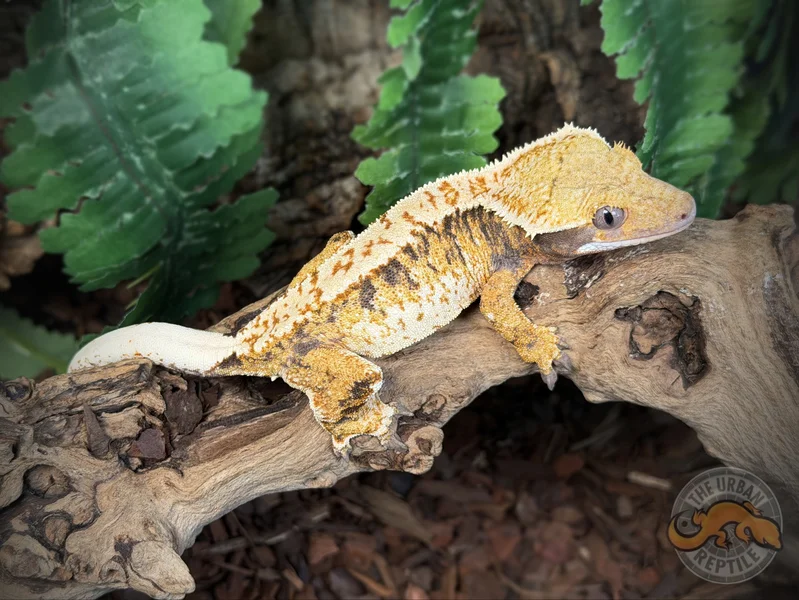 Super Harlequin