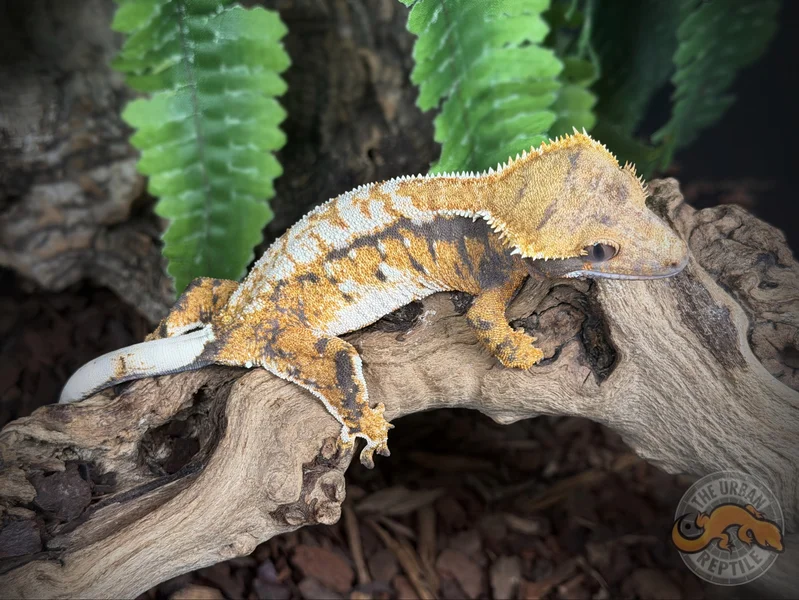 TriColor Extreme Harlequin