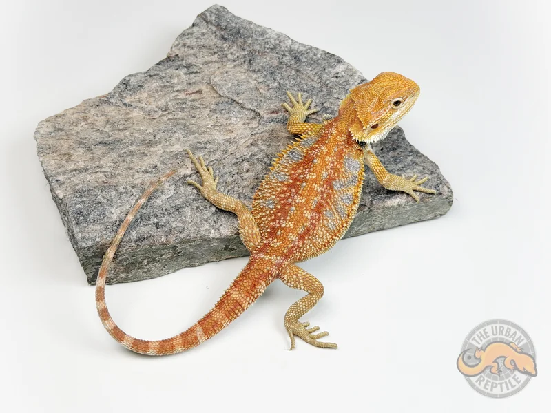 Hypo Red Tiger Ext Blue Bar Smurf Line