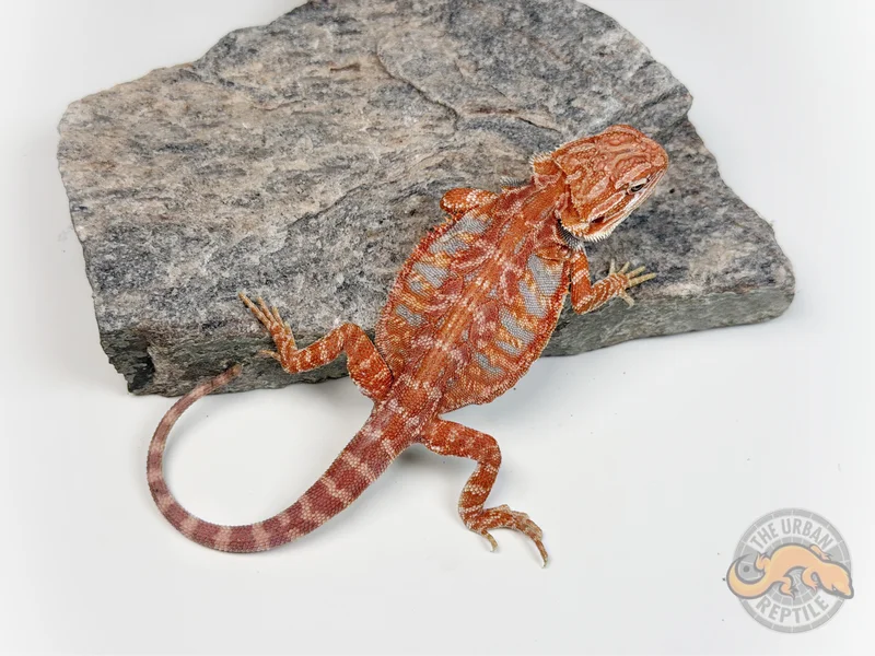 Hypo Red Tiger Ext Blue Bar LeatherBack  Smurf Line