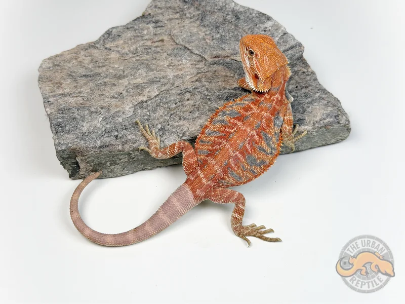 Hypo Red Tiger Ext Blue Bar LeatherBack Smurf Line