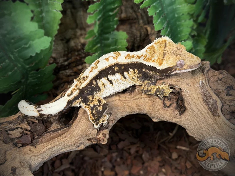 Black Extreme Harlequin