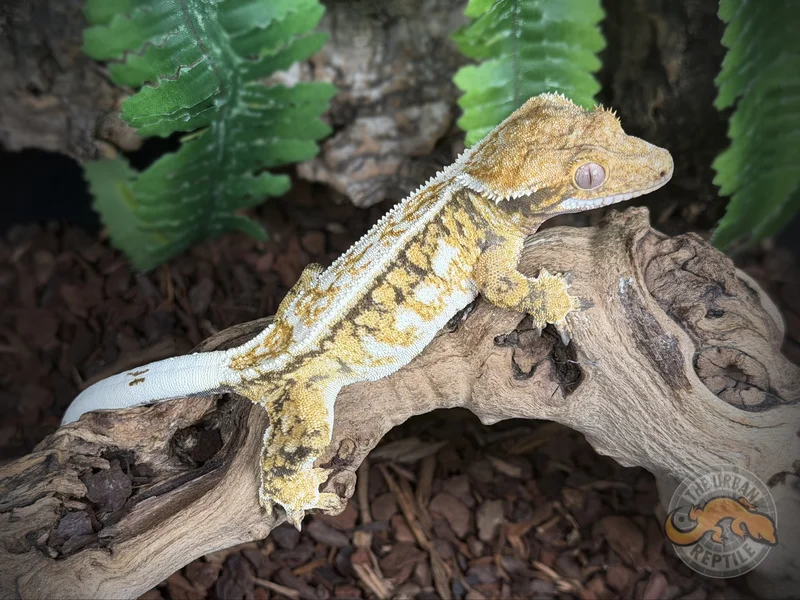 TriColor Pinstripe Extreme Harlequin