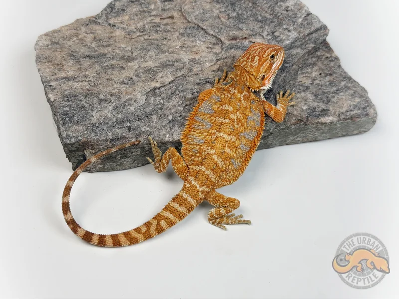 Hypo Orange Tiger Blue Bar 50% Red Monster