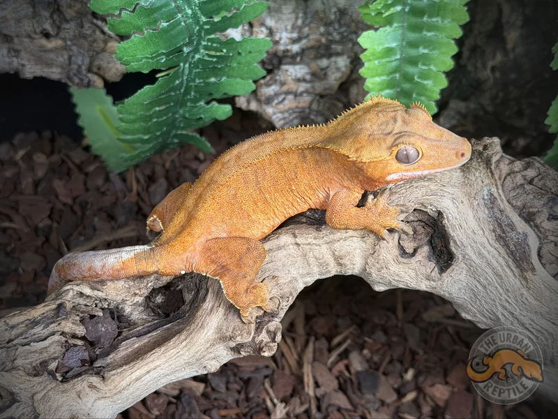 Tangerine Phantom