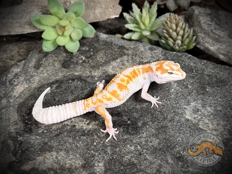 White & Yellow Tremper Jungle