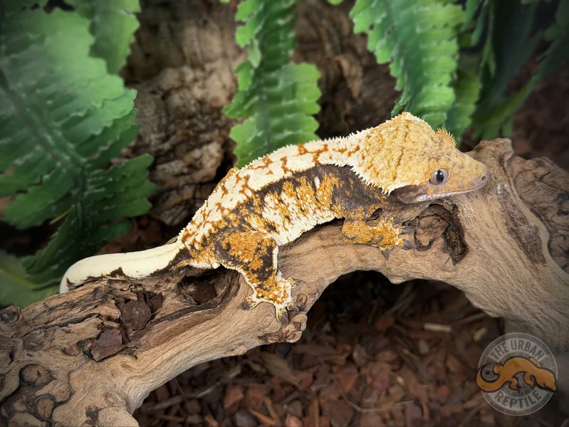 High White Extreme Harlequin