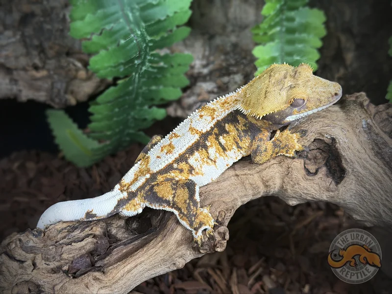 TriColor Extreme Harlequin