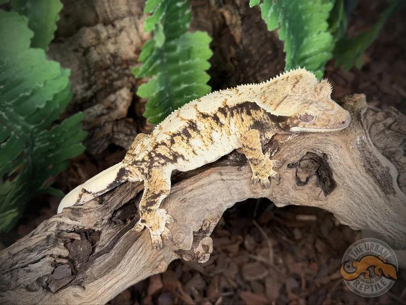 Hihg White Super Harlequin