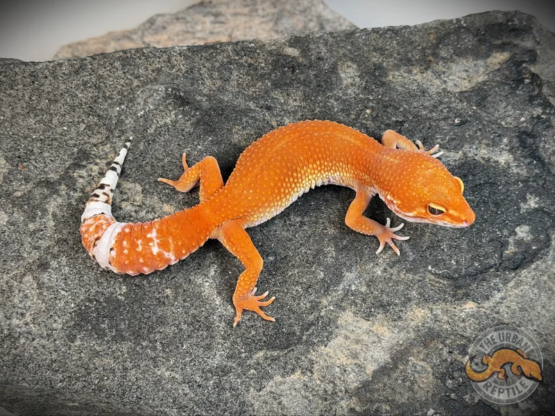 Tangerine Tornado