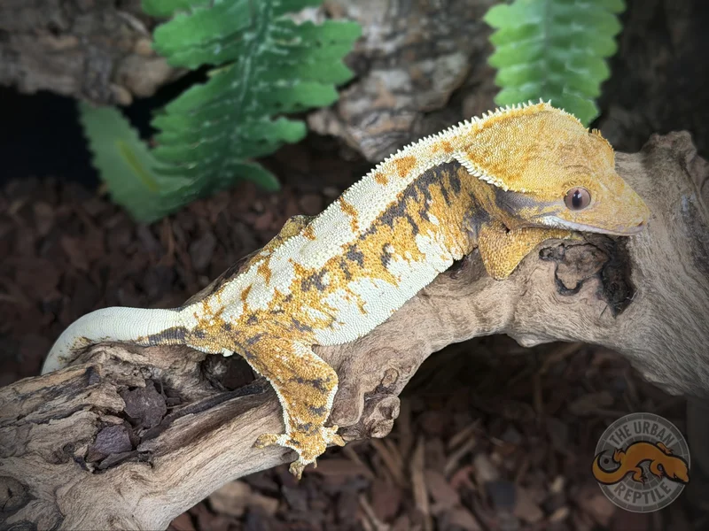 TriColor Extreme Harlequin