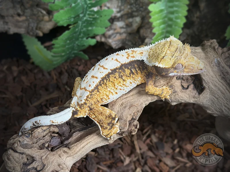TriColor Extreme Harlequin