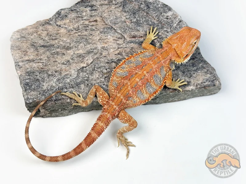 Hypo Red Tiger Ext Blue Bar Smurf Line