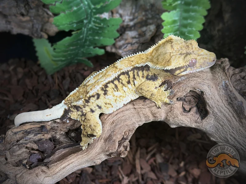 Extreme Harlequin Pinstripe