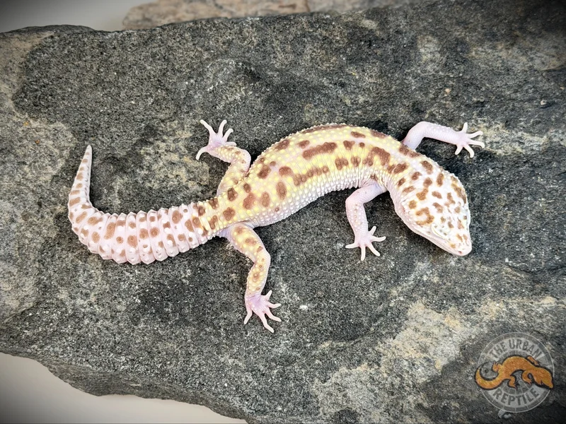 White & Yellow RADAR