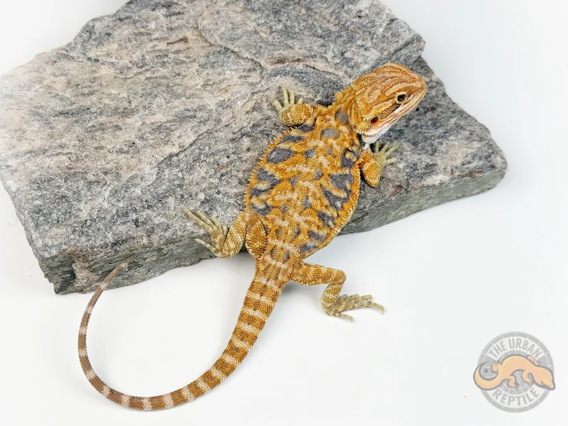 Hypo Orange Tiger Blue Bar LeatherBack