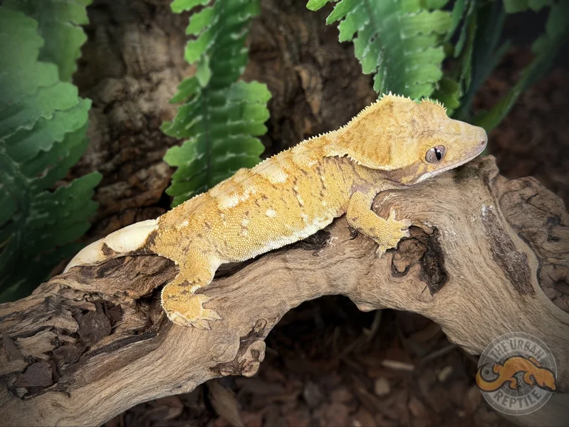 Super Harlequin