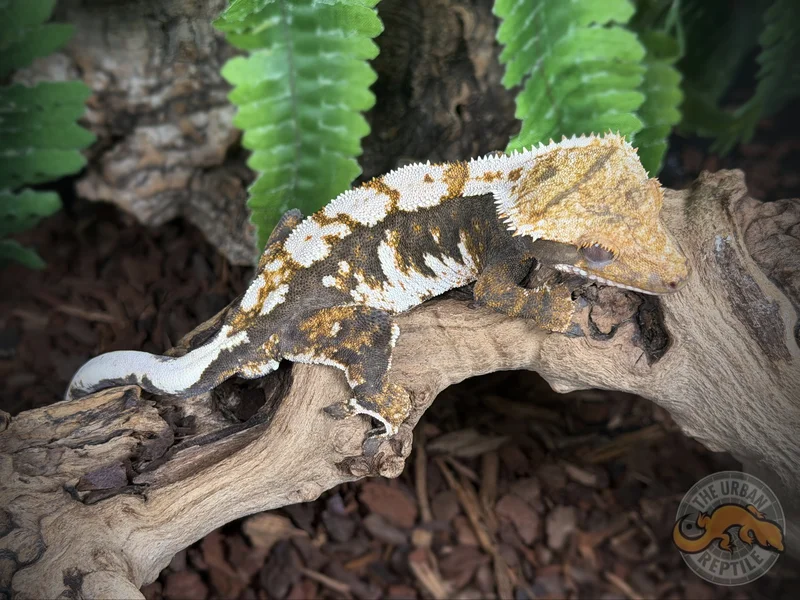 Black Extreme Harlequin