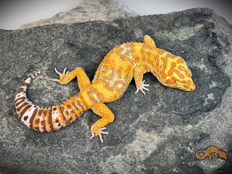 Mandarin Tangerine Tremper Giant
