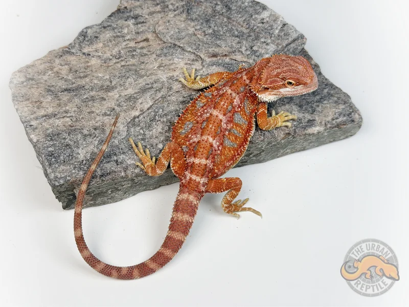 Hypo Red Tiger Ext Blue Bar Smurf Line