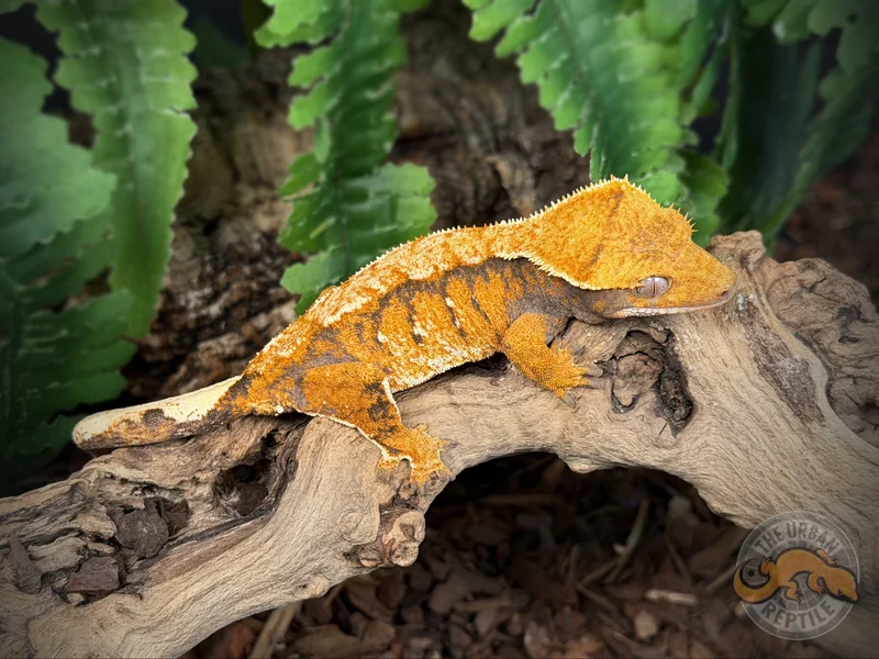 Extreme Harlequin