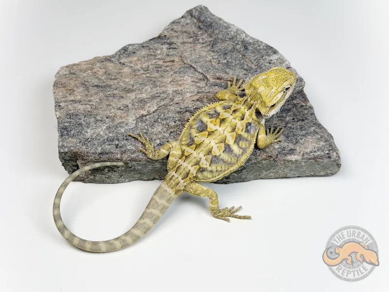Hypo Citrus Tiger Blue Bar Leather Back
