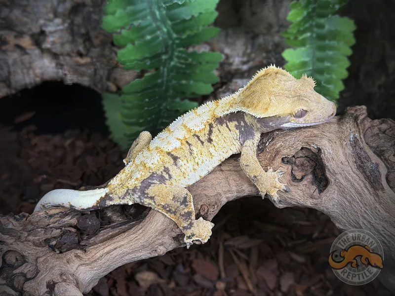 Super Harlequin