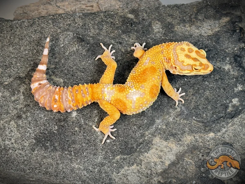 White & Yellow Tremper Giant Jungle